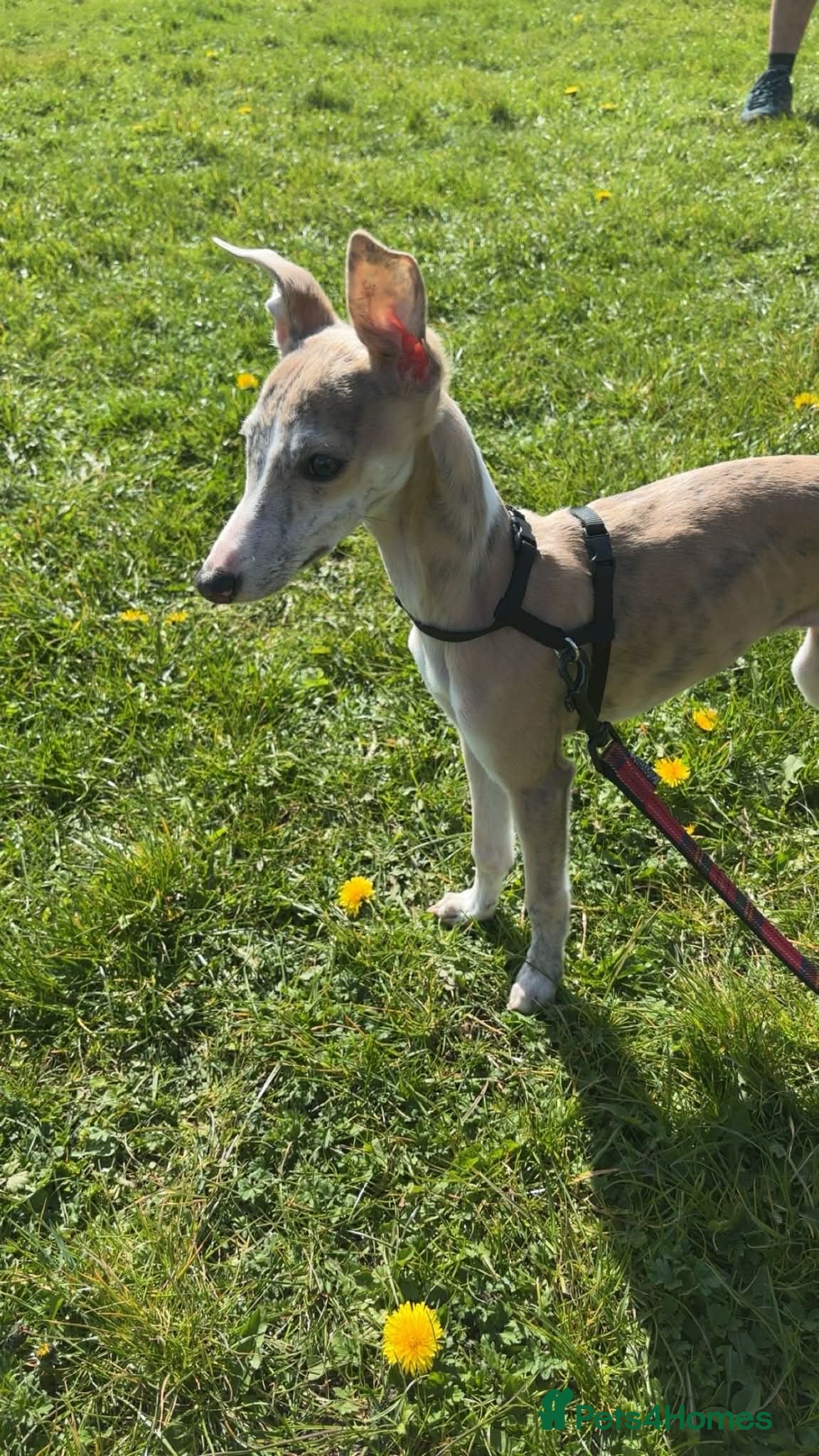 Whippet dogs Full whippet for sale - Advert 9