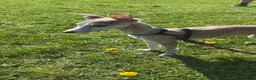 Whippet dogs for sale: Full whippet for sale in Houghton le Spring - Advert 1