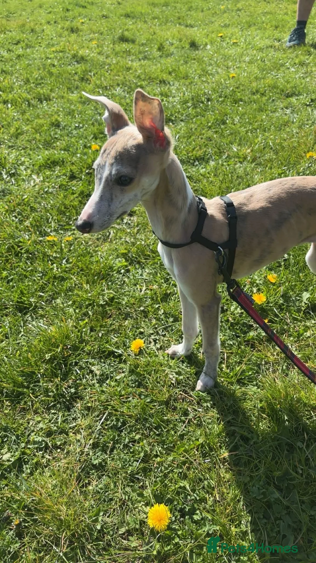 Whippet dogs for sale: Full whippet for sale in Houghton le Spring - Advert 1