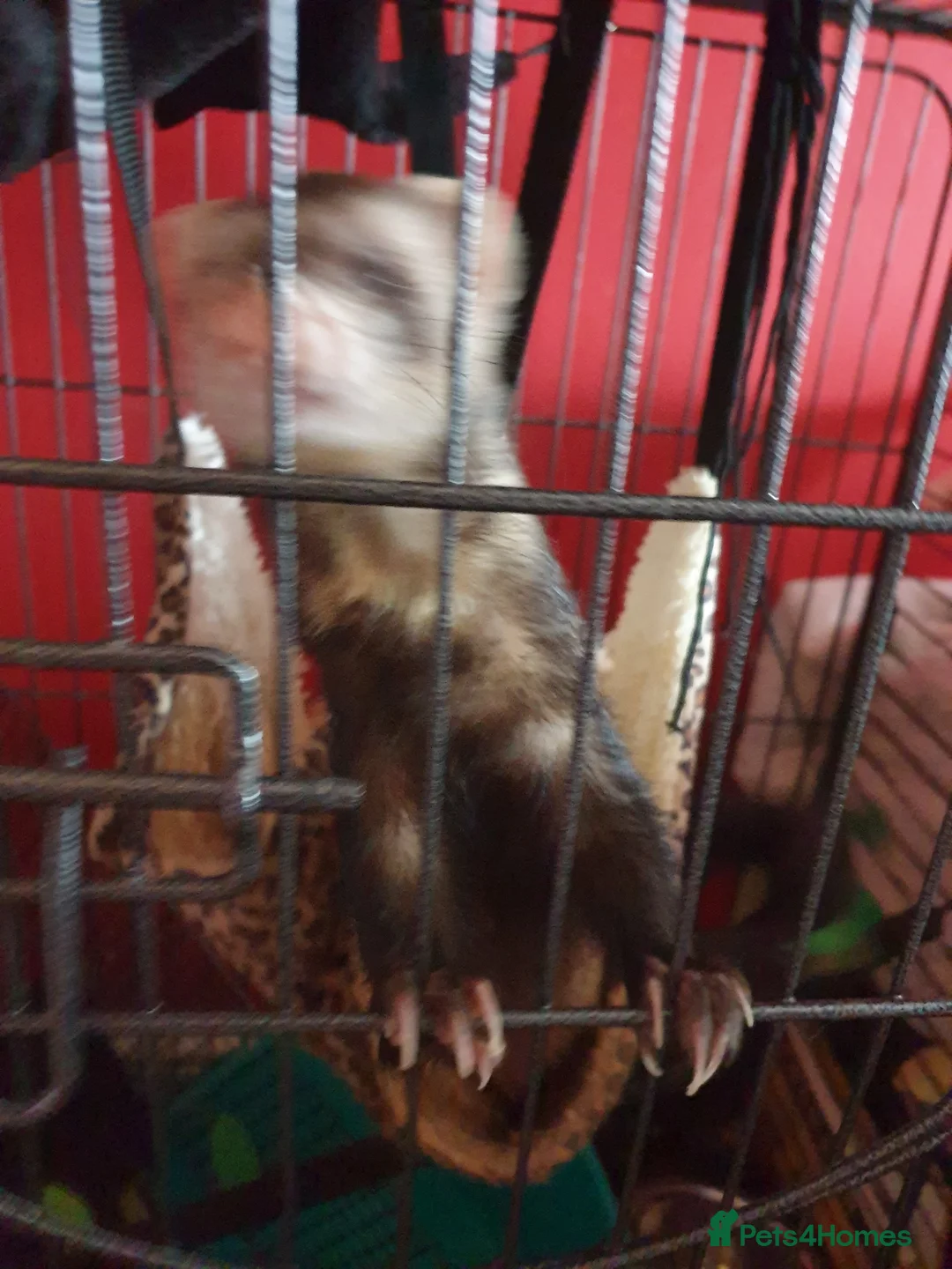 Ferret rodents for sale: Male hob with cage  - Advert 2