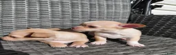 Chihuahua dogs for sale: Chihuhua pups in essex - Advert 8