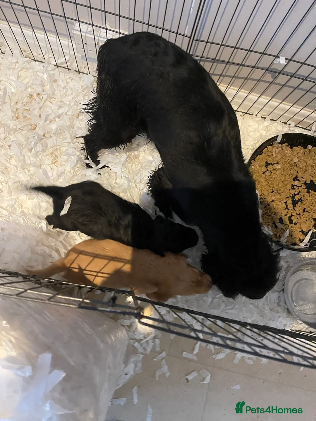 Cocker Spaniel dogs for sale: Beautiful working cocker spaniel puppies - Advert 4