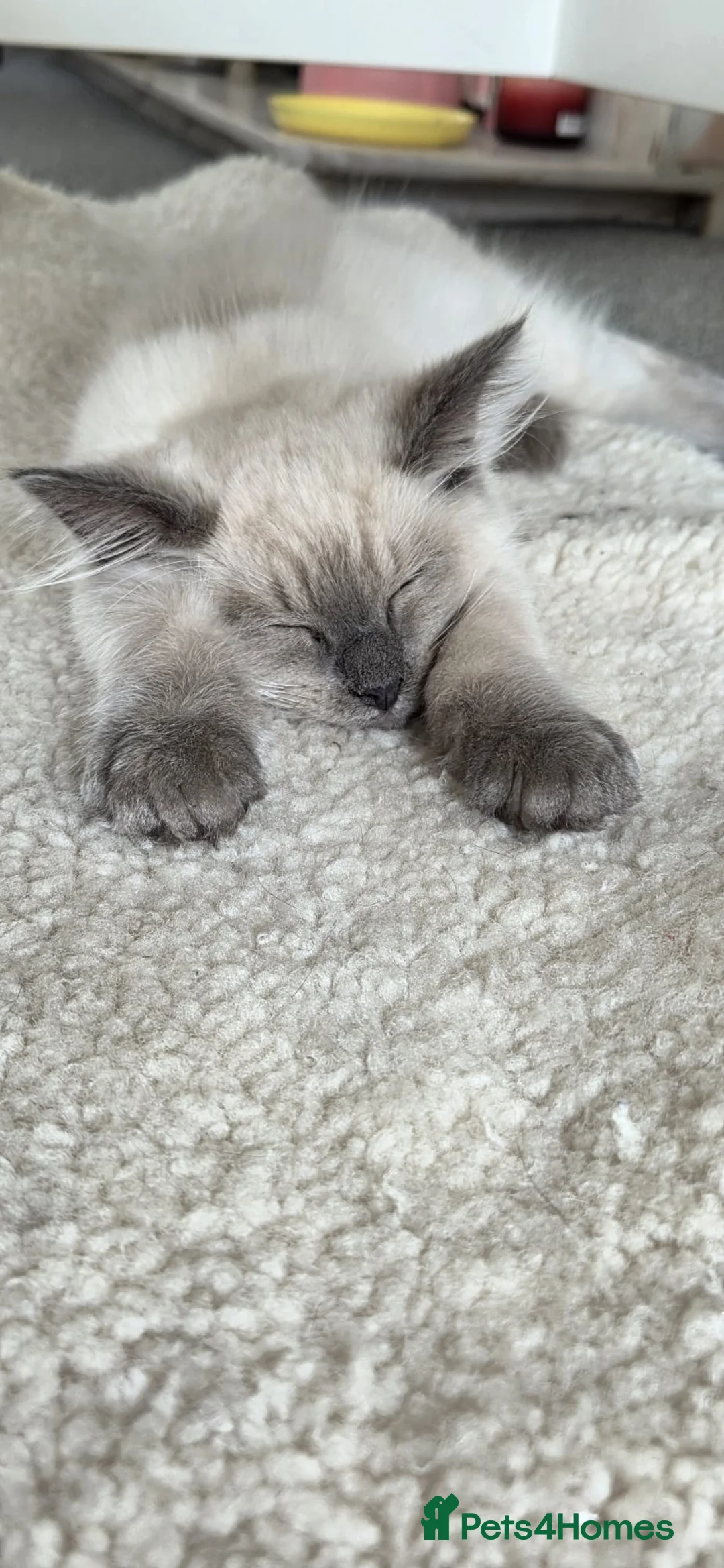 Ragdoll cats for sale: Stunning ragdoll kittens for sale.  - Advert 2