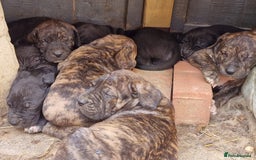 Mixed Breed dogs for sale: Daniff Puppies. Great Dane x Mastiff Ready 23/08 - Image 8