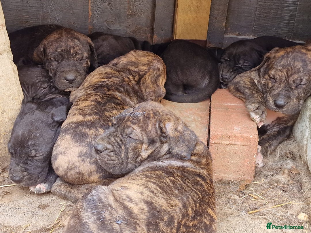 Mixed Breed dogs for sale: Daniff Puppies. Great Dane x Mastiff Ready 23/08 - Image 8