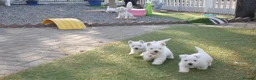 West Highland Terrier dogs for sale: Adorable West Highland Terrier Puppies - Advert 1