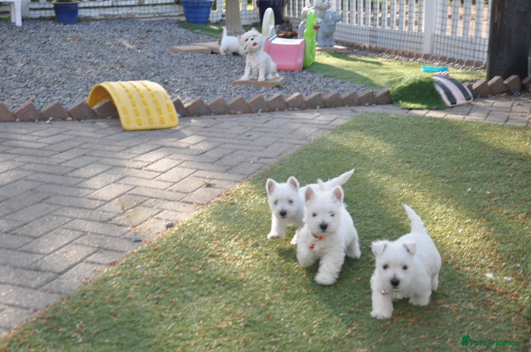 West Highland Terrier dogs for sale: Adorable West Highland Terrier Puppies - Advert 1