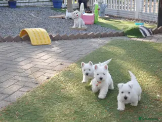 West Highland Terrier dogs Adorable West Highland Terrier Puppies - Advert 1