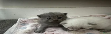 Scottish Fold 3