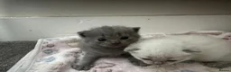 Scottish Fold cats for sale: Scottish fold cross British short hair  in Luton - Advert 5