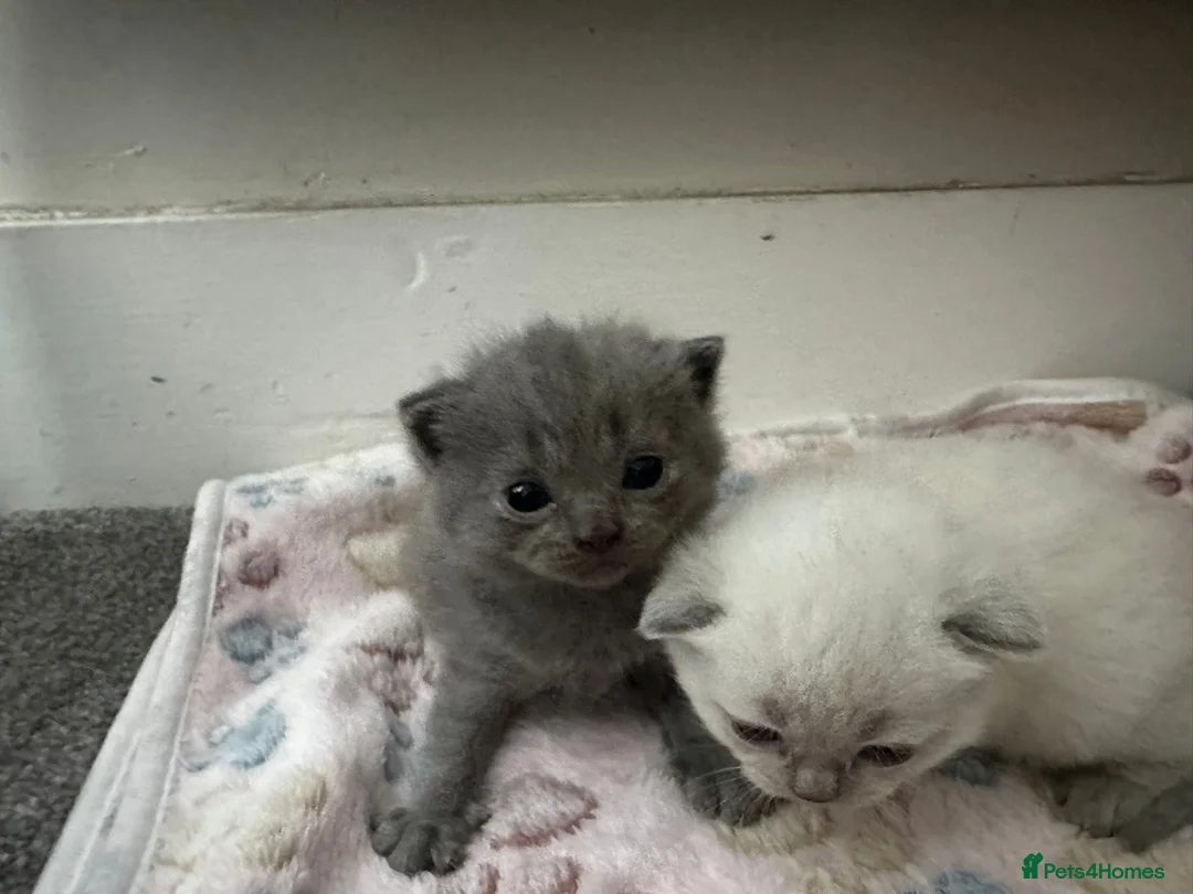 Scottish Fold cats for sale: Scottish fold cross British short hair  in Luton - Advert 5