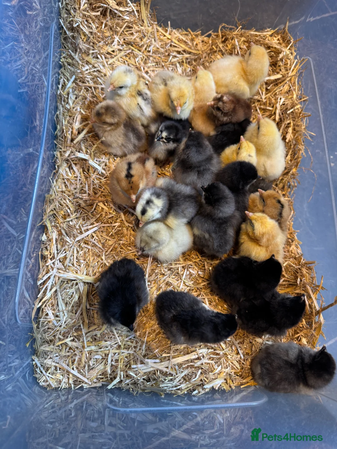 Chickens poultry for sale: Day old chick due to hatch on the 11/05/26 - Advert 4