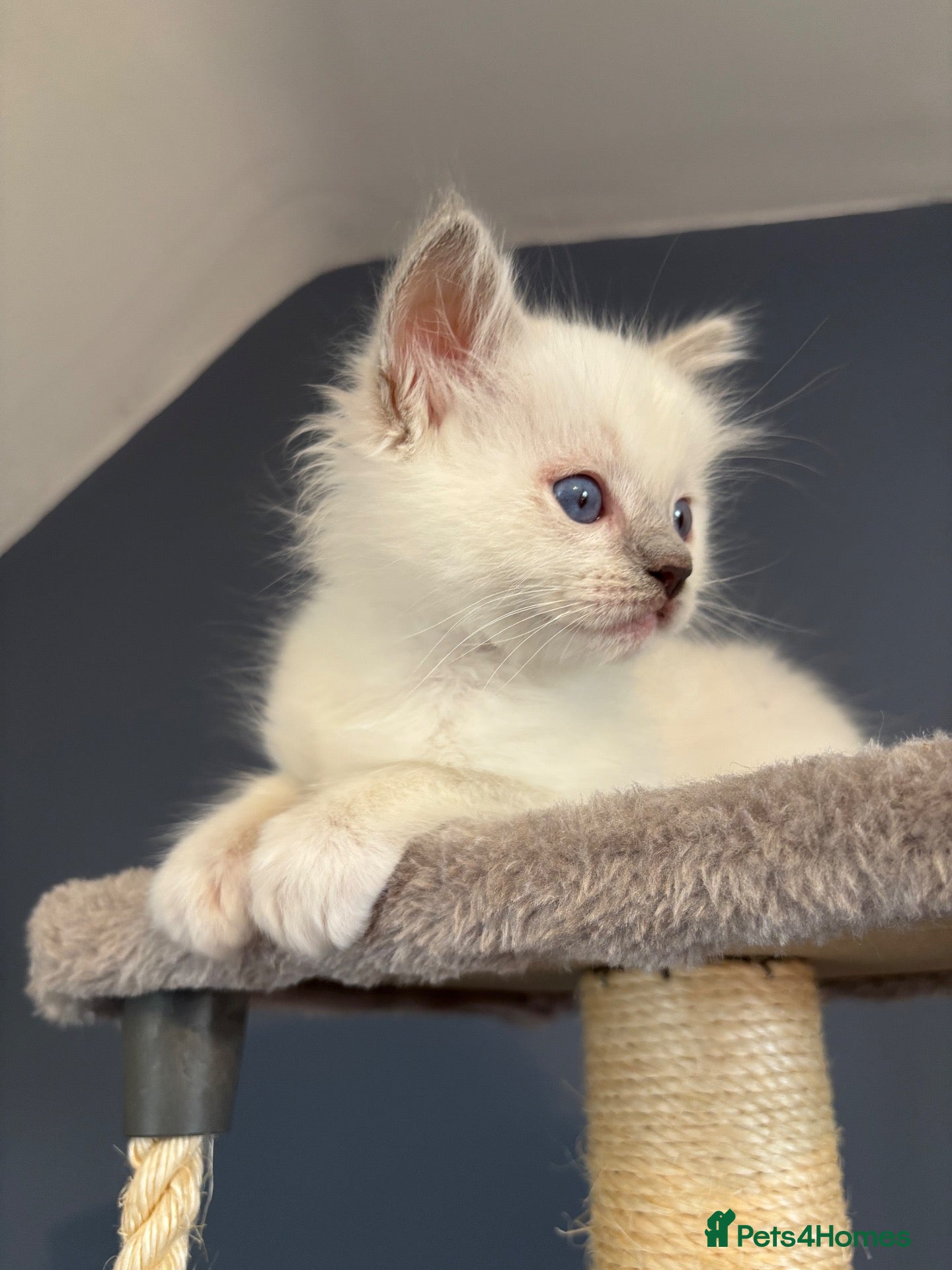 Ragdoll cats GCCF Registered Lilac Ragdoll Kitten  - Advert 1