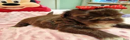 Shih Tzu dogs for sale: 🌸 Beautiful Shih Tzu Girls Available - Advert 4
