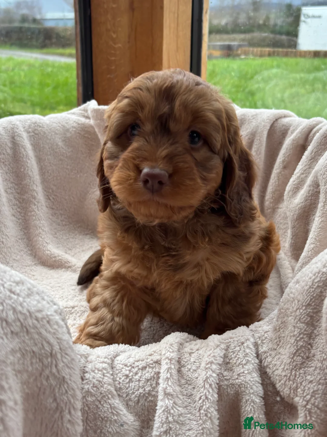 Cockapoo dogs for sale: Stunning Rare Chocolate Brown F1 Cockapoo Puppies - Advert 4