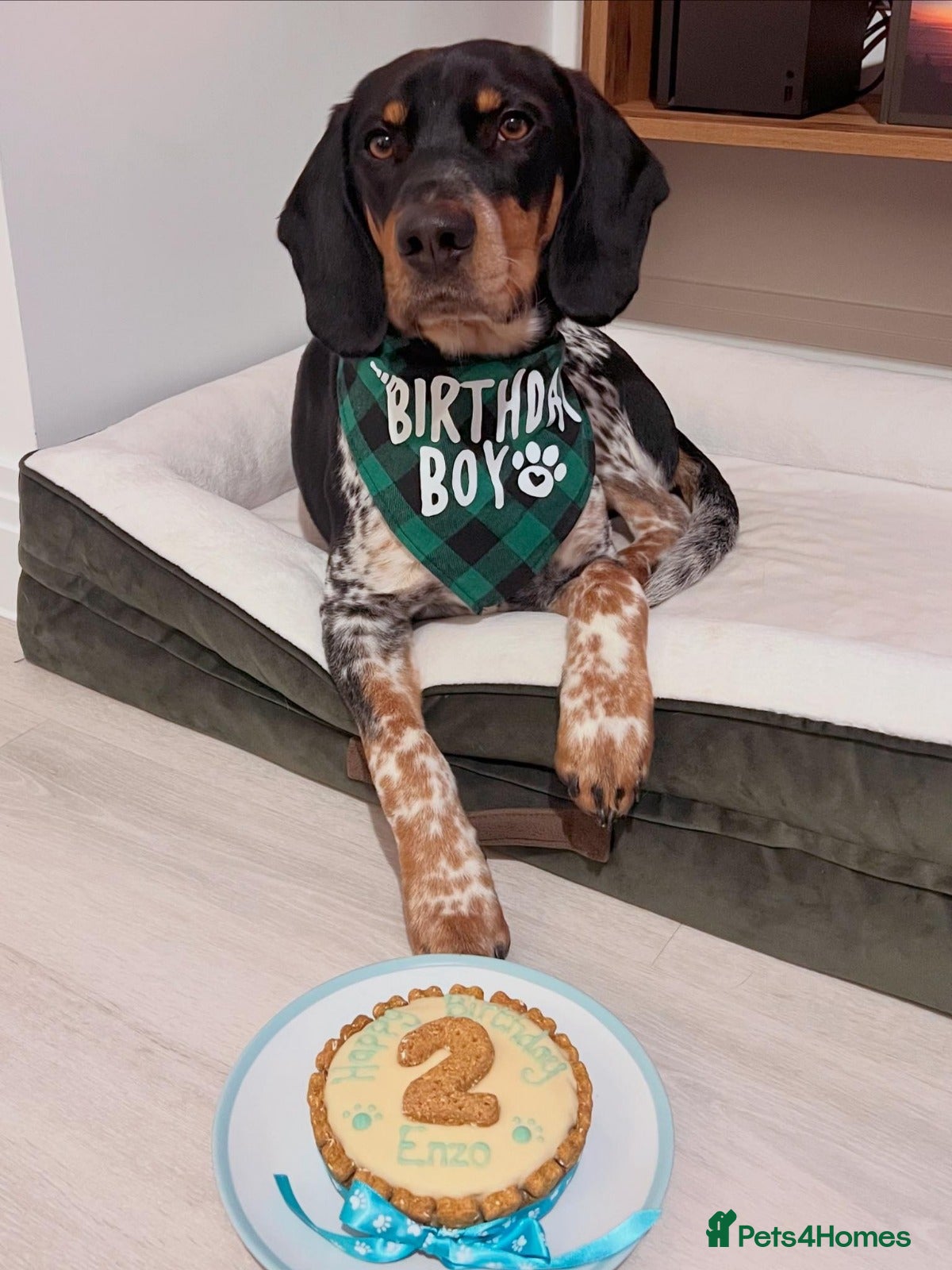 Mixed Breed dogs 🌟 ENZO — A Loving, Playful Blue Tick Hound 🌟 - Advert 1