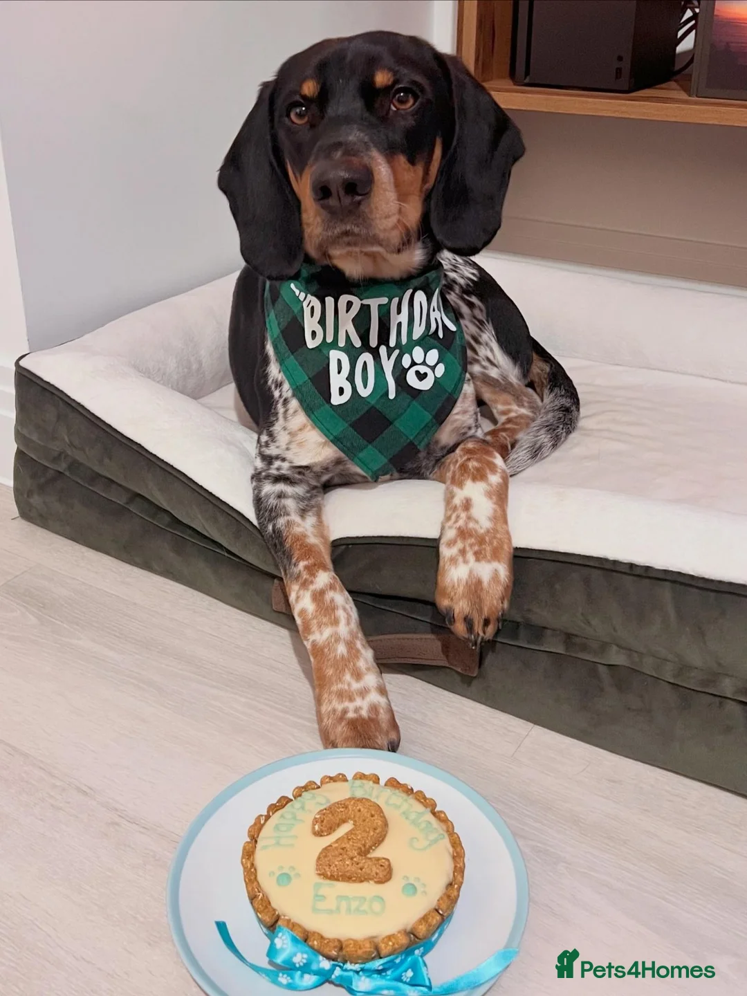 Mixed Breed dogs for adoption: 🌟 ENZO — A Loving, Playful Blue Tick Hound 🌟 in Colchester - Advert 1