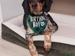 Mixed Breed dogs 🌟 ENZO — A Loving, Playful Blue Tick Hound 🌟 - Advert 1