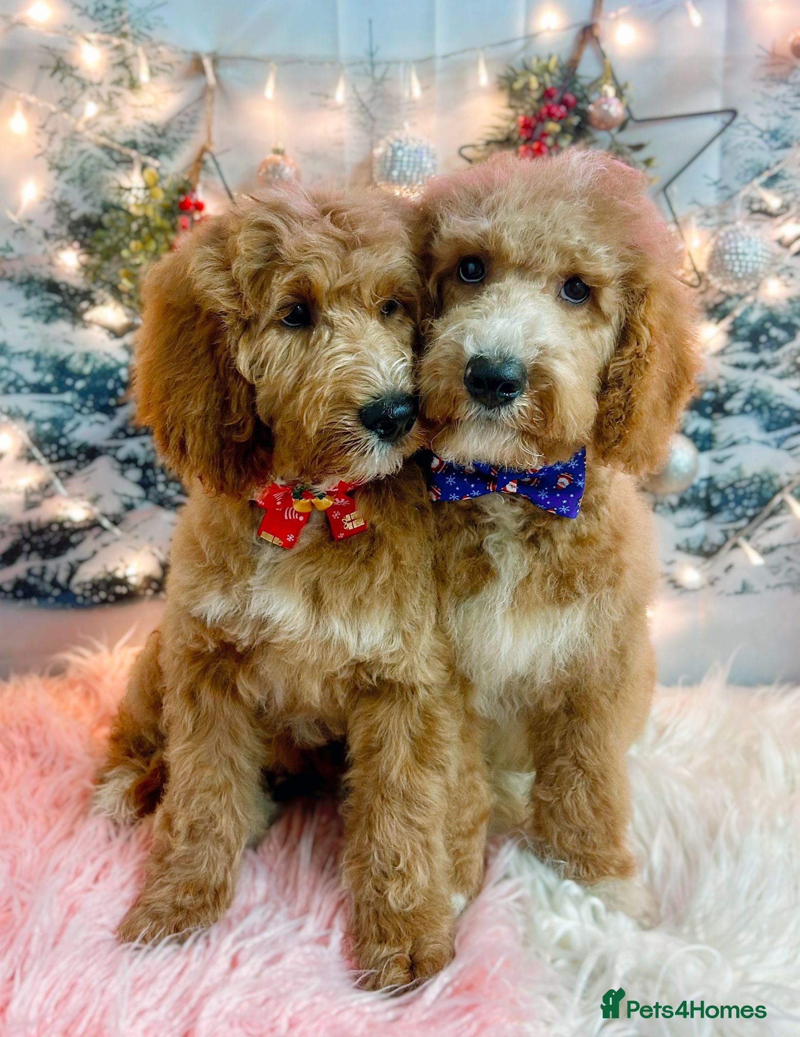 Australian Labradoodle dogs Outstanding Australian Labradoodle Puppies  - Advert 2