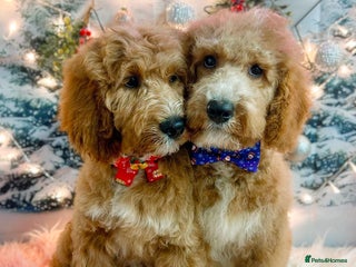 Australian Labradoodle dogs Outstanding Australian Labradoodle Puppies - Advert 1