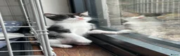 Domestic Shorthair cats for sale: Black and white girl kitten  in Crickhowell - Advert 2