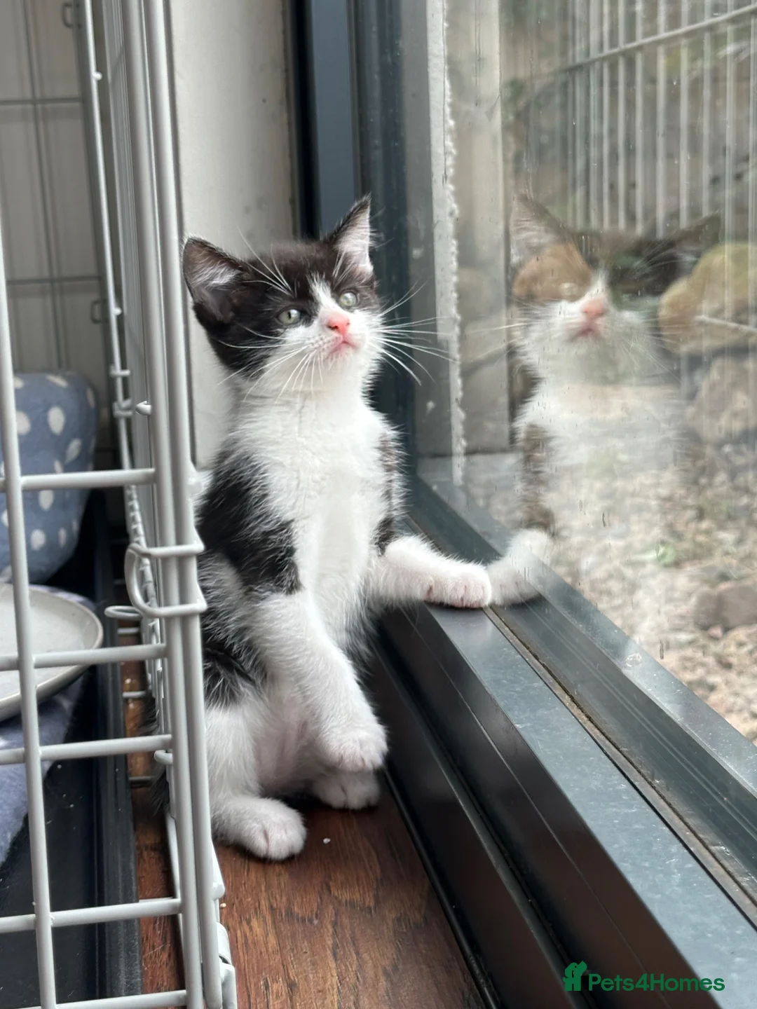 Domestic Shorthair cats for sale: Black and white girl kitten  in Crickhowell - Advert 2