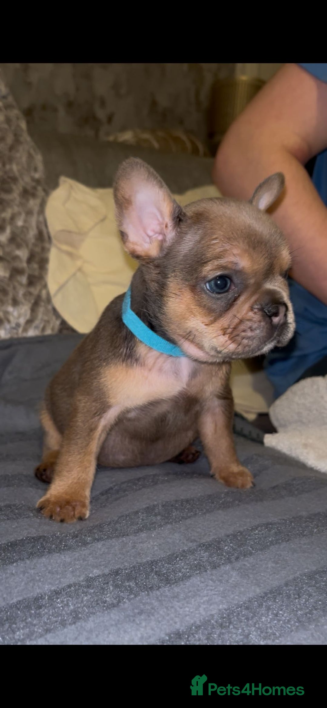 French Bulldog dogs for sale: Puppy frenchies - Advert 9