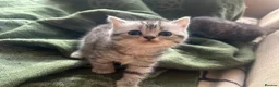 Mixed Breed cats for sale: Kitten  - Advert 3