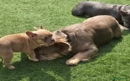 French Bulldog dogs for sale: Ready Now  - Image 9
