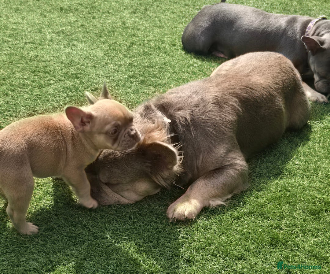 French Bulldog dogs for sale: Ready Now  - Image 9
