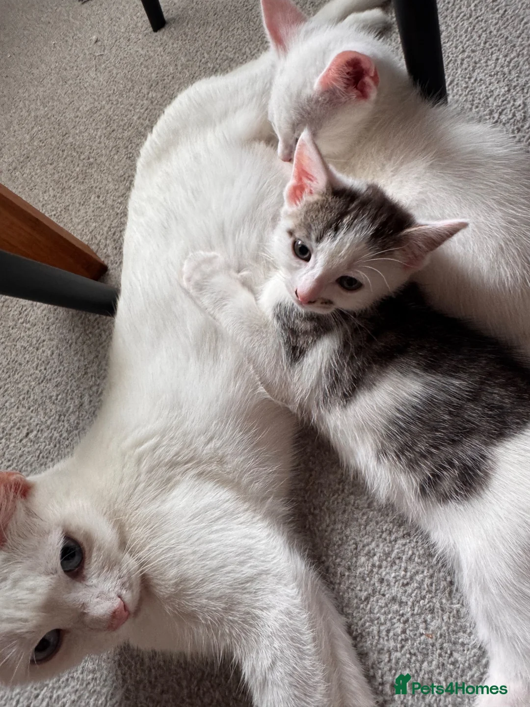 Mixed Breed cats for sale: Mix bread  - Advert 1