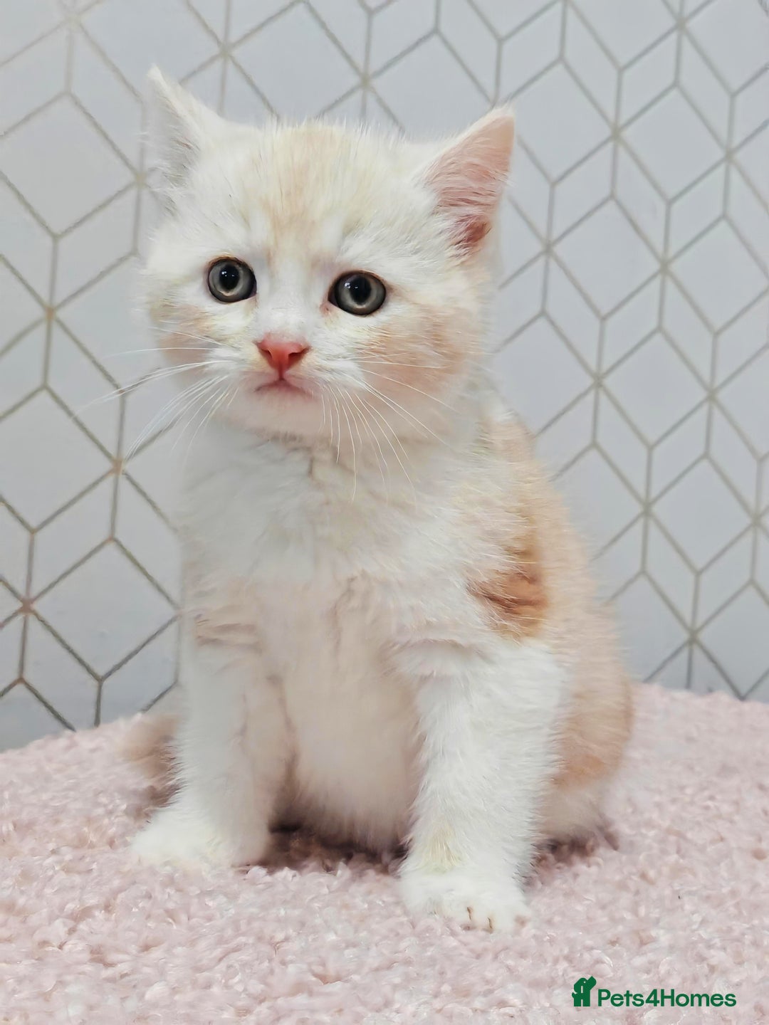 Mixed Breed cats for sale: British Shorthair Mix kittens - Ready Now - Advert 19