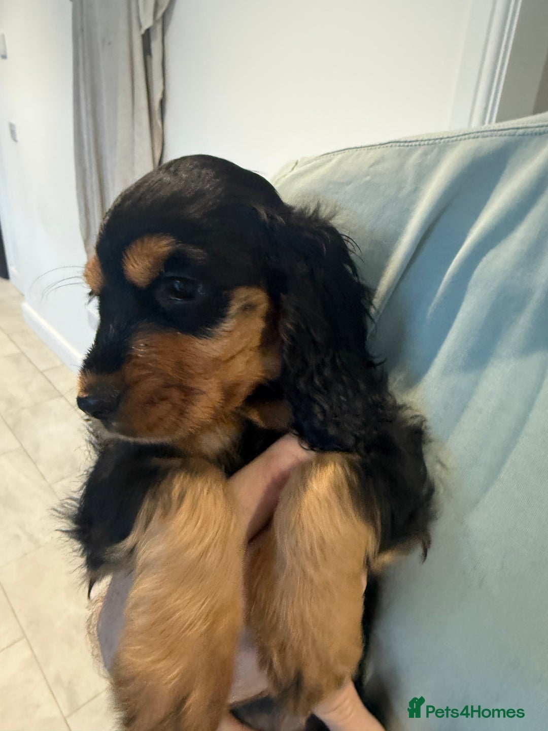 Cocker Spaniel dogs for sale: stunning female, black & tan cocker spaniel pup - Image 2