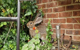 Continental Giant rabbits for sale: Giant continental cross  - Image 5