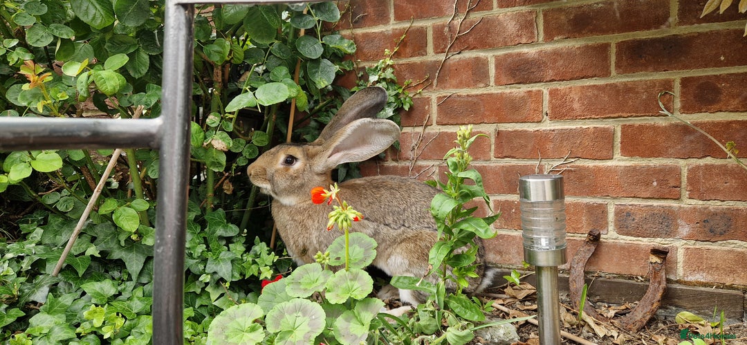 Continental Giant rabbits for sale: Giant continental cross  - Image 5