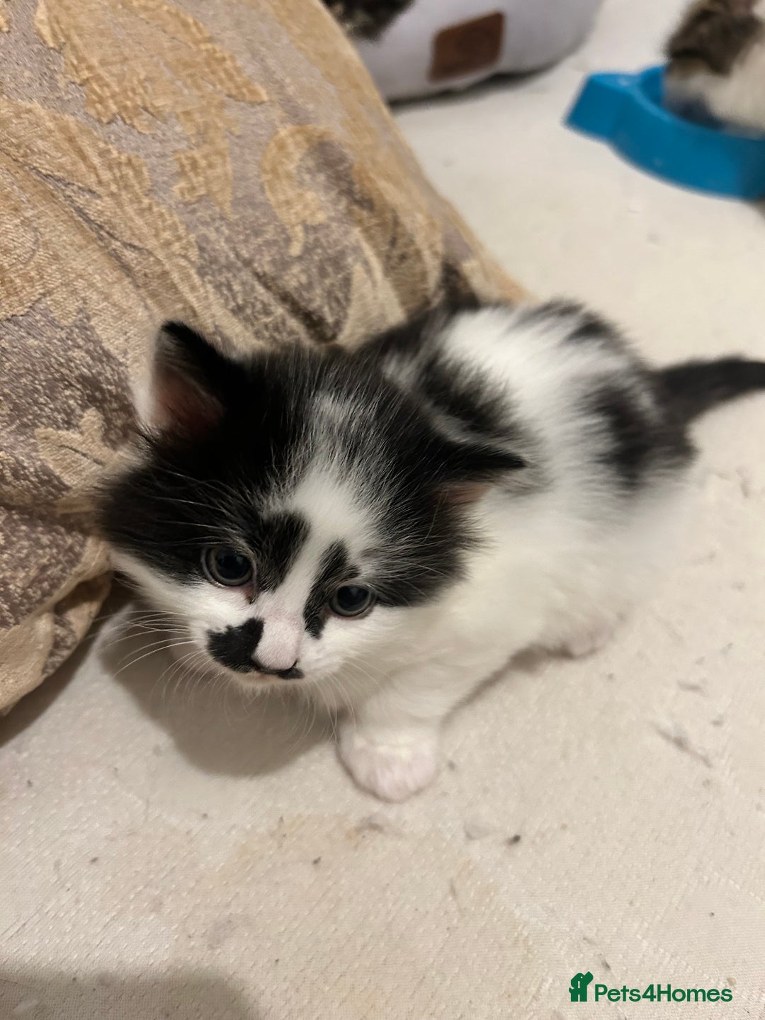 Mixed Breed cats for sale: 2 mixbreed boy kittens available  - Advert 4