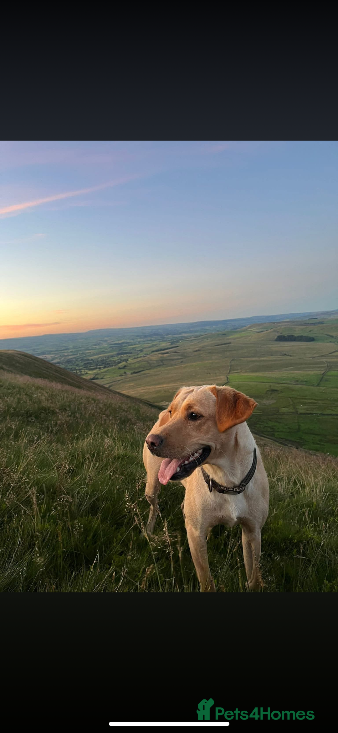 Labrador Retriever dogs for sale: KC Registered Fox Red and Yellow Labrador Puppies  - Advert 6