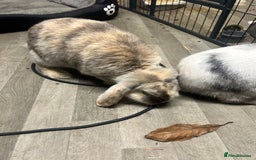 Mini Lop rabbits for sale: 2 mini lop rabbits 1 boy 1 girl  - Image 11