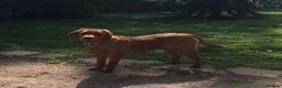 Labrador Retriever dogs for sale: Fox Red Labrador Puppy’s for Sale - Advert 6