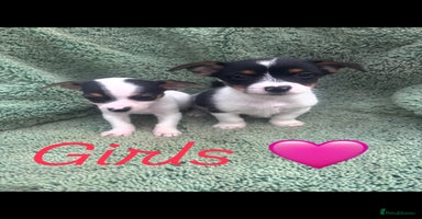 Jack Russell dogs - Advert 5