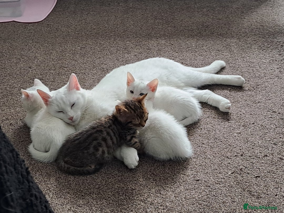 Mixed Breed cats for sale: 4 cute kittens up for sale - Image 35