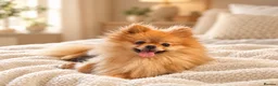 Pomeranian dogs for sale: Two Stunning Petite Pomeranian Babies  - Advert 17