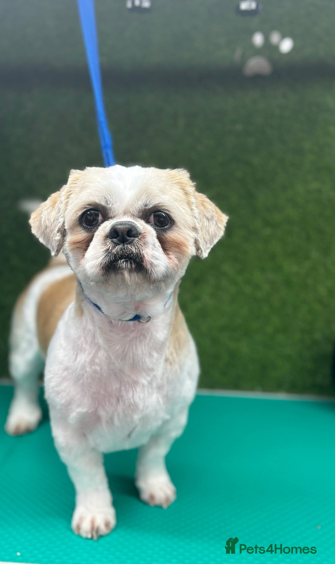 Shih Tzu dogs for stud: Murphy  - Image 5