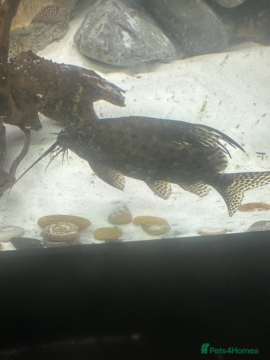 Other/Mixed Breed fish for sale: 3 large silver dollars and 1 syndontis catfish  - Advert 4