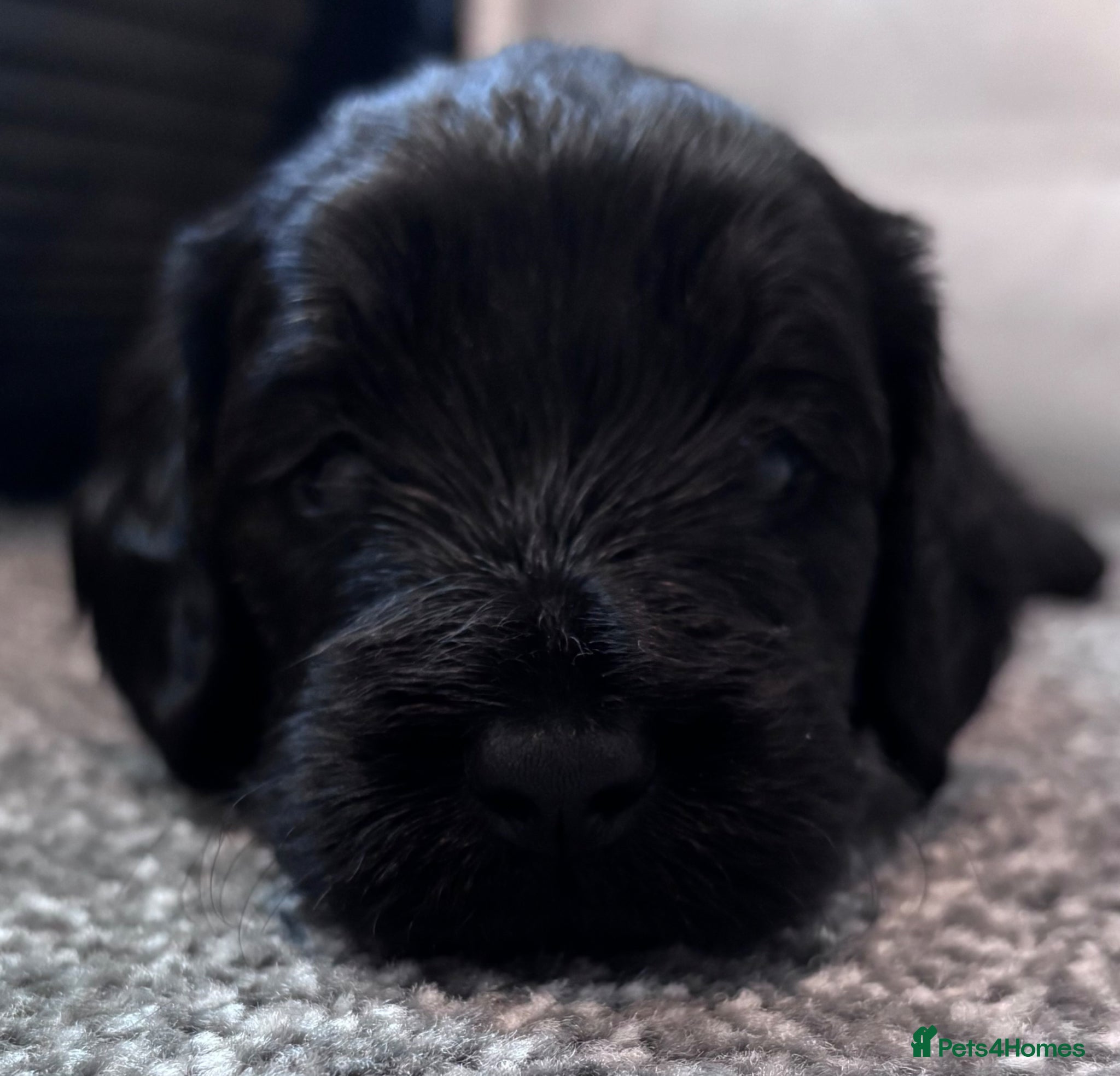 Cockapoo Puppy 2