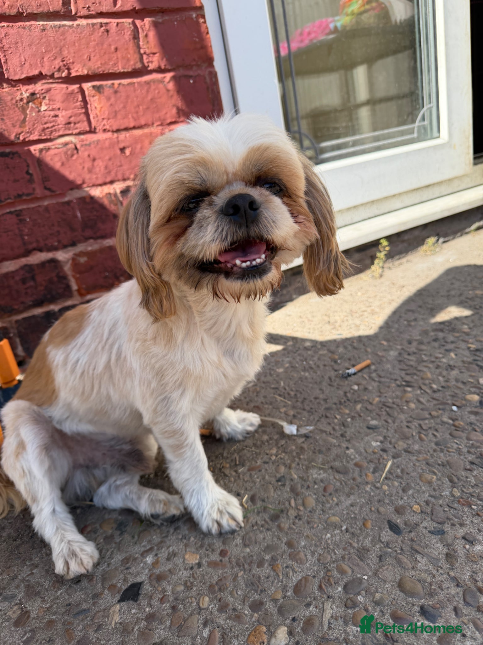 Shih Tzu dogs for sale: ROLO – LOOKING FOR HIS FOREVER HOME - Advert 3