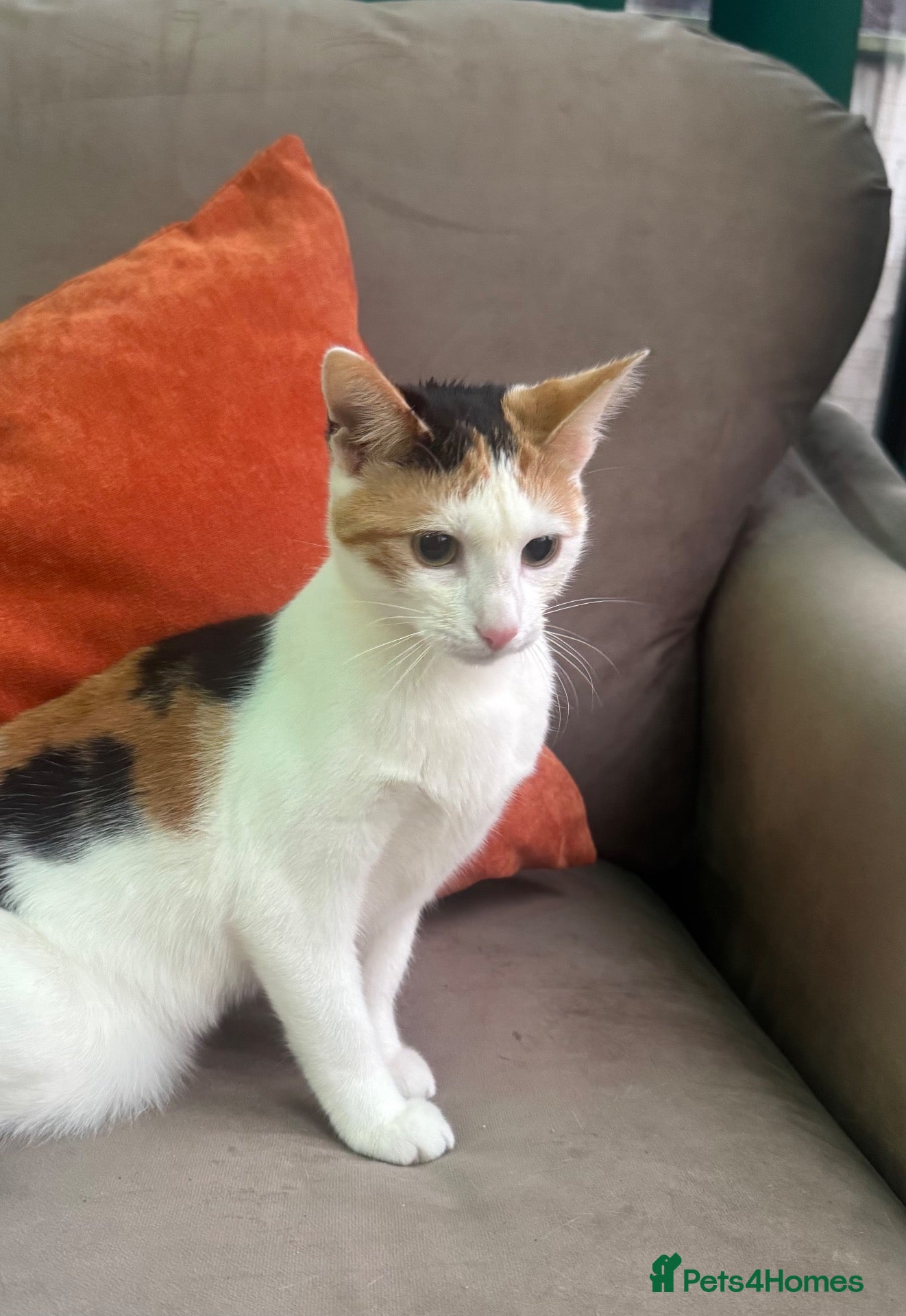 Mixed Breed cats 6 month old female calico kitten for sale - Advert 3