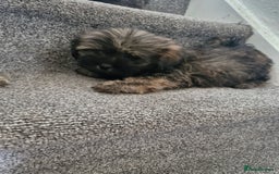 Malshi dogs for sale: Shih tzu x Maltese puppies  - Image 3