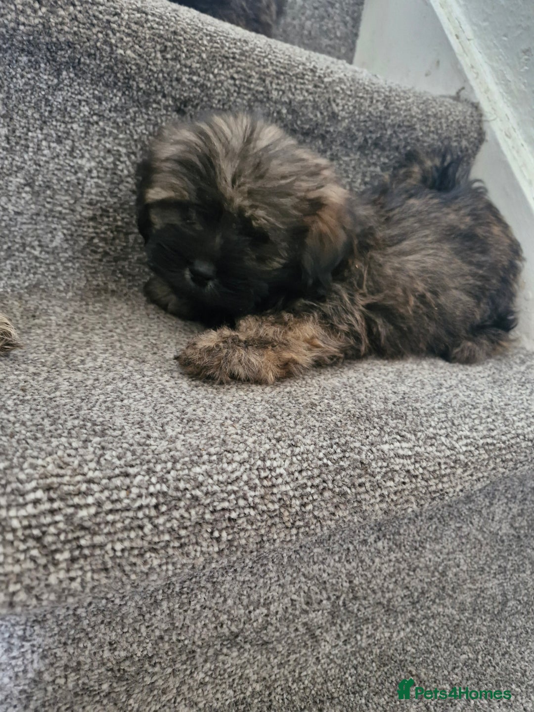 Malshi dogs for sale: Shih tzu x Maltese puppies  - Image 3