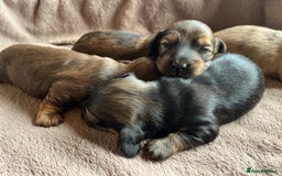 Miniature Dachshund dogs for sale: Miniature Longhaired Dachshunds ready 10.12.25 - Advert 8